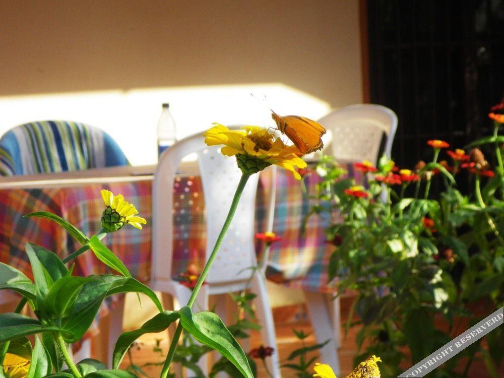 Casa Lily & Coco Aparthotel Las Terrenas Exterior photo